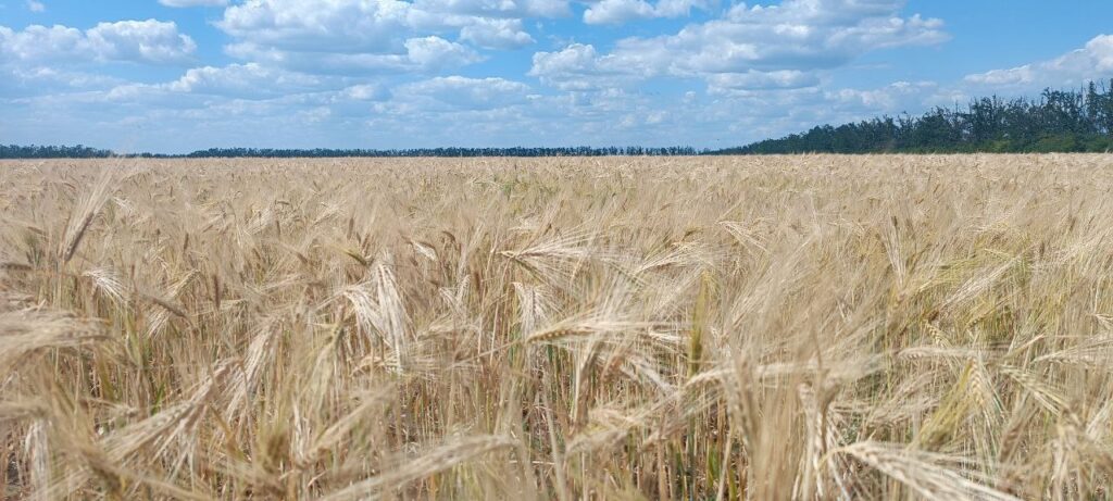 Вредители и болезни не угрожают урожаю 7